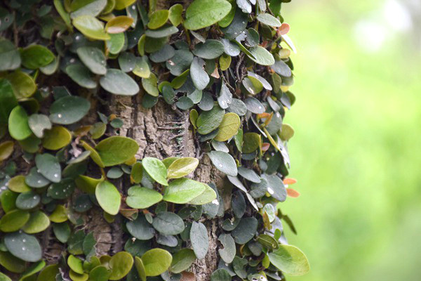 CHINAPLAS 2026 | 推动循环发展：巴斯夫以全新生物质平衡型 PPSU 扩展 Ultrason® 产品系列，支持高性能应用需求