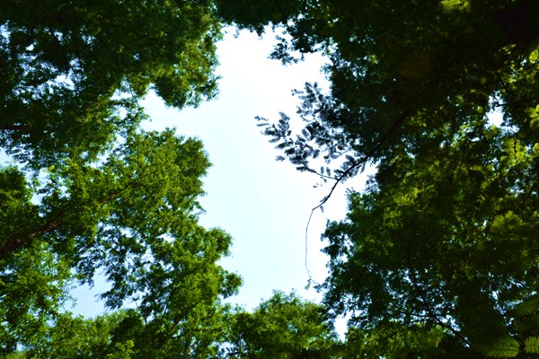 中国纺织工程学会第二十七届理事会丝绸专业委员会成立大会在杭州召开