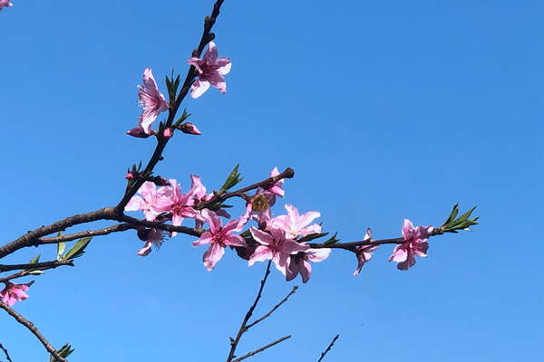 中国服装协会二〇二六年第一季度新发展会员名单公示